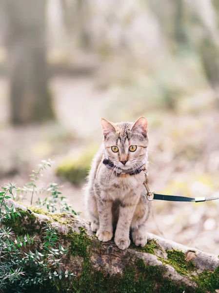 猫在户外森林中行走. — 图库照片