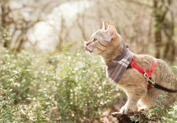 Gatto domestico al guinzaglio passeggiando nella foresta estiva . — Foto Stock