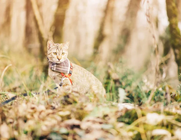 Carino gatto al guinzaglio che cammina nella foresta autunnale . — Foto Stock