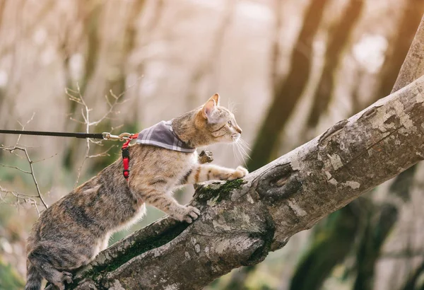 Söpö kissa talutushihnassa kiipeämässä puuhun . — kuvapankkivalokuva