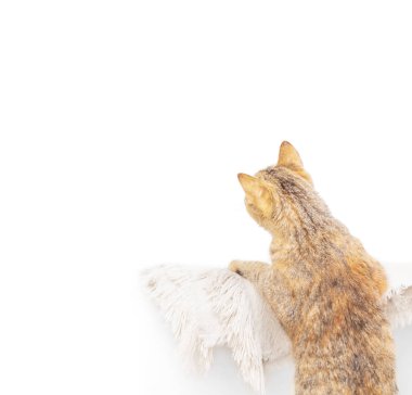 Beyaz duvarda bir şeye bakan meraklı kedi, kopya alanı.