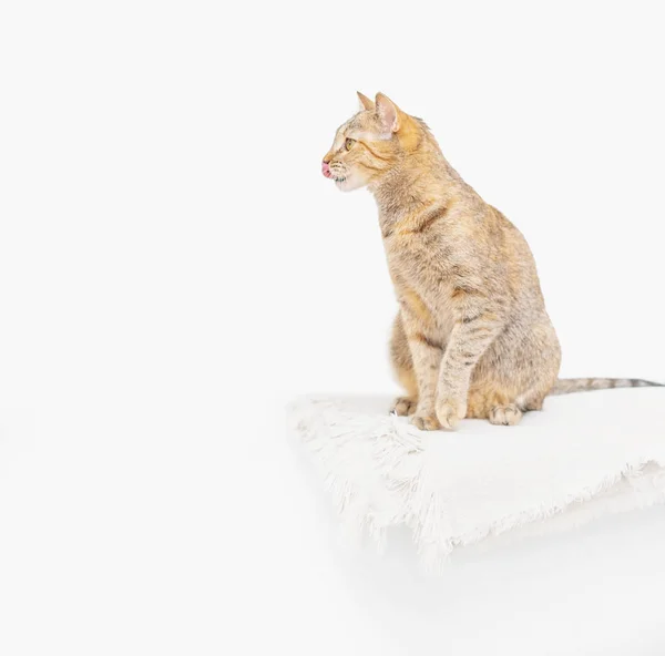 Gato doméstico sentado na prateleira e olhando para longe, espaço de cópia . — Fotografia de Stock