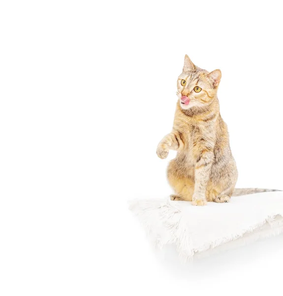 Gato de cor de gengibre sentado no fundo branco e lambendo . — Fotografia de Stock