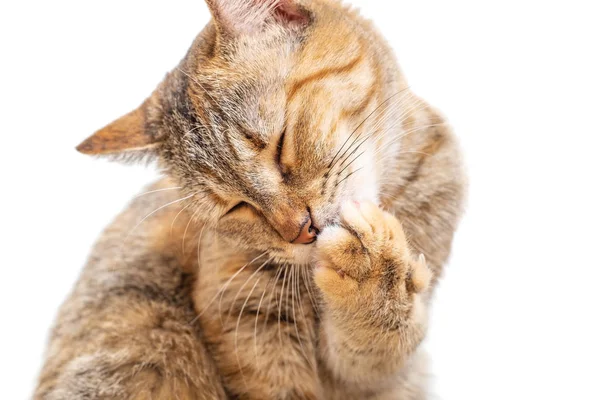 Kapalı gözlü, pençesini yıkayan tabby kedisi. — Stok fotoğraf