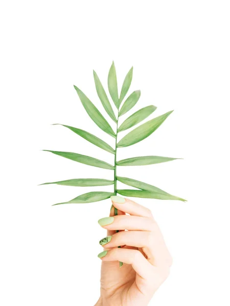 Female hand with green manicure holding palm plant leaf. — Stock Photo, Image