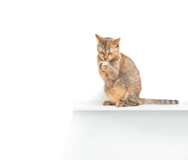 Oyuncu kedi evcil hayvan bir şey yakalamak.