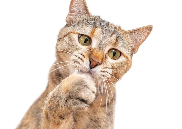 Gato mascota jugando o atrapando algo con la pata . — Foto de Stock