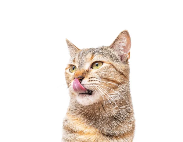 Gato animal de estimação lambendo com a língua em um fundo branco . — Fotografia de Stock