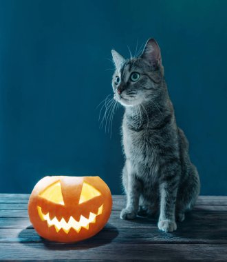 Kedi Halloween jack-o-fener parlayan kabak yakınında oturan.
