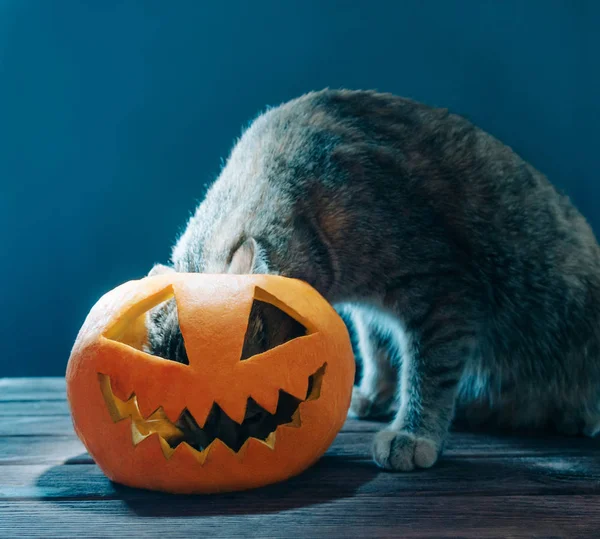 Katze schaut in geschnitzten Kürbis für Halloween-Feiertage. — Stockfoto
