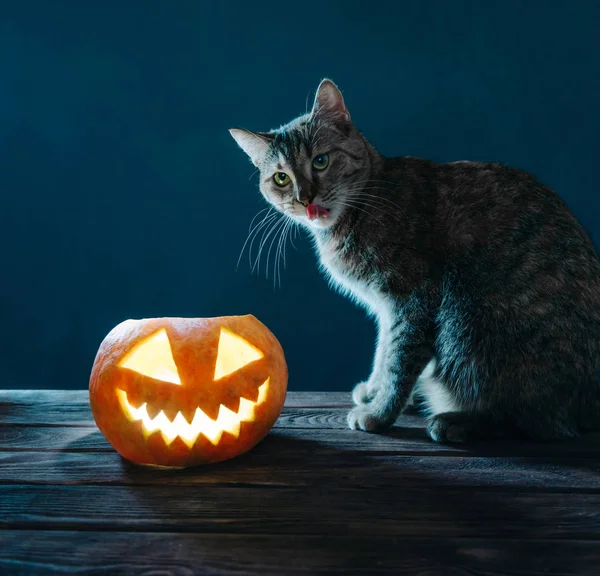 Kat zitten in de buurt van Halloween pompoen op donkere achtergrond. — Stockfoto