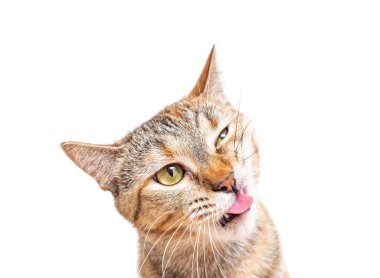 Komik suratlı tekir kedicik..