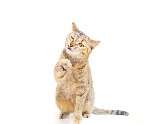 Gato sentado y la captura de algo con expresión divertida . — Foto de Stock