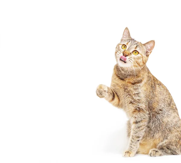 Ginger cat mirando algo y lamiendo, espacio de copia . — Foto de Stock