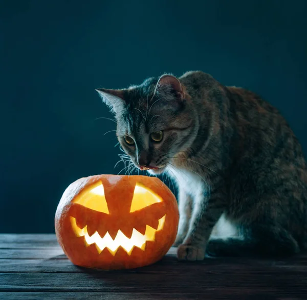 Cat sitting near Halloween jack-o-lucerna dýně. — Stock fotografie