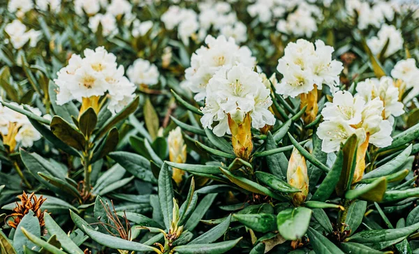 Fleurs Blanches Rhododendrons Caucase Fleurs Gros Plan — Photo