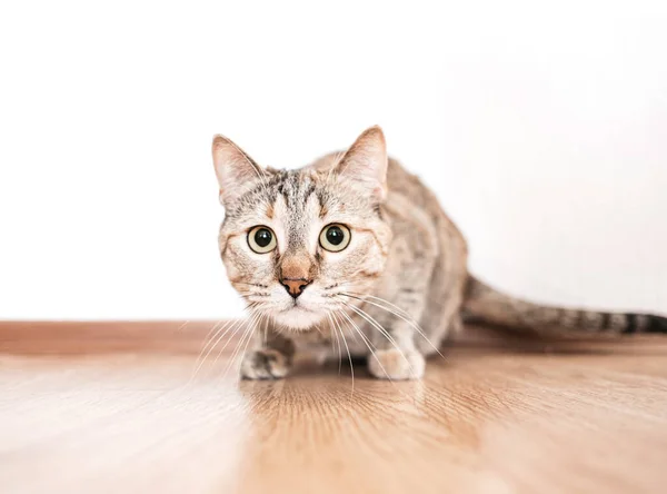 Gato Jengibre Doméstico Mirando Algo Con Grandes Ojos Negros Caza — Foto de Stock