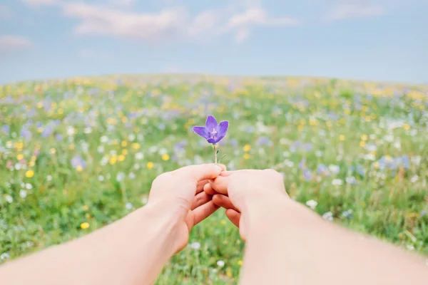夏の牧草地で紫色の花を保持若い女性 一人称視点 — ストック写真