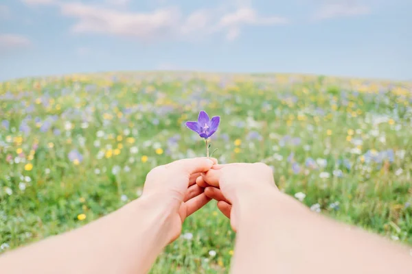 Mujer Joven Sosteniendo Flor Violeta Prado Verano Punto Vista Primera —  Fotos de Stock