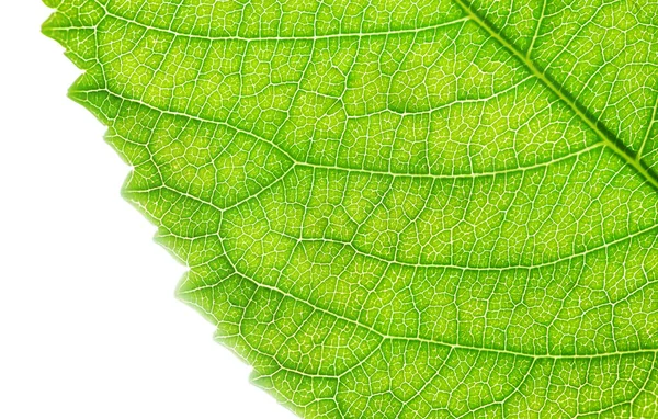 Nature Fond Feuille Vert Frais Brillant Texture Gros Plan — Photo