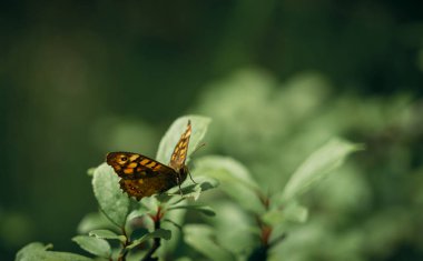 kelebek bir yaprak üzerine tünemiş. Yakın çekim türü Pararge Aegeria Family.-Nymphalidae.Vulgar adı: Maculada veya Kelebek duvarların.