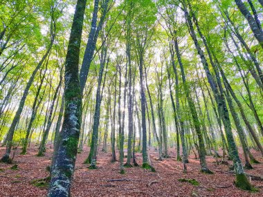 erken sonbaharda kayın ormanında manzara