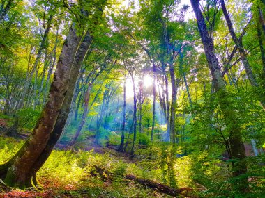 Sarı ağaçlar ve güneşli güzel sonbahar manzarası. Parkta renkli yapraklar var. Düşen yapraklar doğal arkaplan