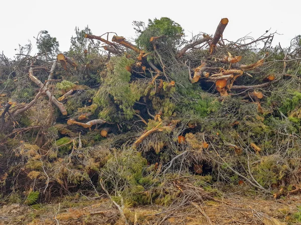 Сосновые ветви срезаны и сложены в лесу летом — стоковое фото