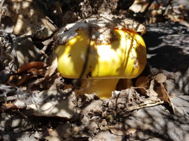 Amanita cesarea, dünyanın en beğenilen mantar. Romalılar bile onları yetti. Hassas lezzet ve çok güzel bir portakal rengi ile mükemmel bir yemek.