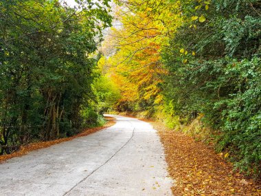 Güzel Yol kar yol yanındaki ağaçların yaprakları üzerinde kahverengi, yeşil, portakal ve sarı çeşitli renkleri ile sonbahar ormanında. Görüntü Ordesa, Aragon, İspanya alınmıştır. Yatay. Vert