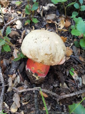 şeytan bolete, Boletus satanas mantar Moncayo, Aragon, İspanya ormanda büyüyor