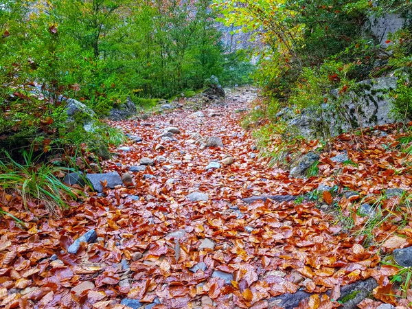 Largo fondo estrecho hojas de otoño / hojas de otoño caídas amarillas, textura de fondo de hojas caídas — Foto de Stock