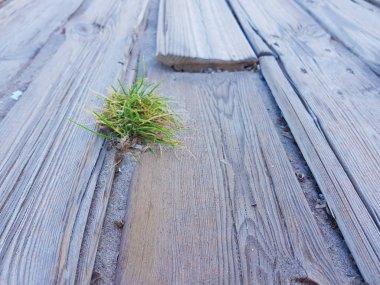 hafif ormanların rustik zemin ve küçük ve yalnız bitki çıtaların ortasında doğar. Benidorm, İspanya'da sahilde çekilen fotoğraf.