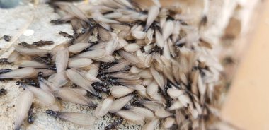 Karınca yuvasının dışında yerde kanatlı karıncalar uçmaya ve üremeye hazır.