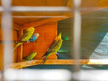 Kafes içinde birçok çok renkli muhabbet kuşu ile. Ön plan bulanıklığı oluşturmak için kafesin çubuklarından alınan görüntü