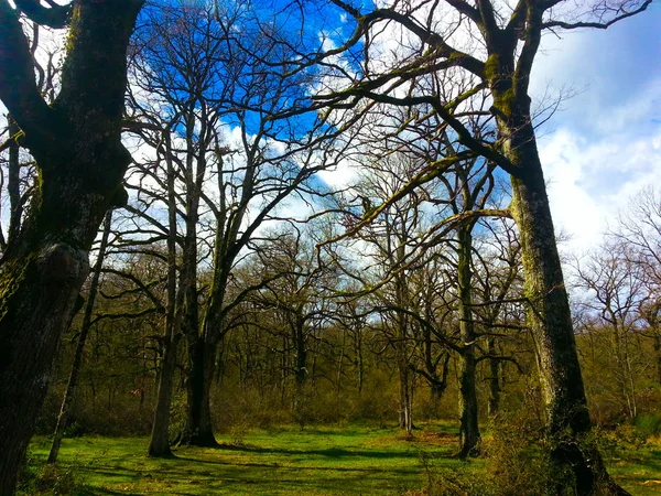 Orgi Forest i Ulzama. Nära staden Lizaso för att kunna gå i naturen mellan Centennial Oaks — Stockfoto