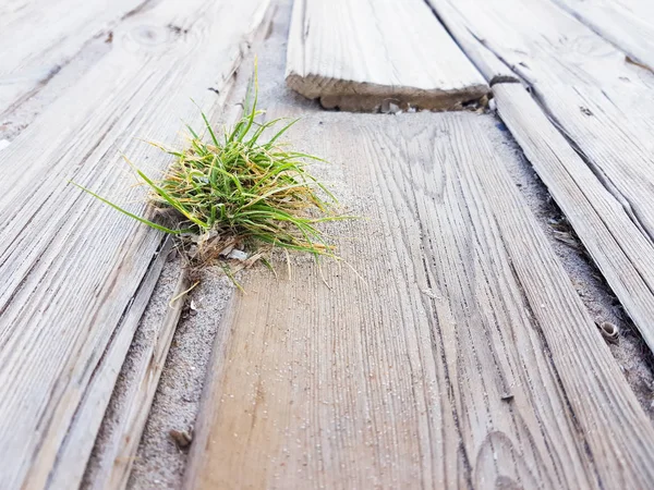 hafif ormanların rustik zemin ve küçük ve yalnız bitki çıtaların ortasında doğar. Benidorm, İspanya'da sahilde çekilen fotoğraf.