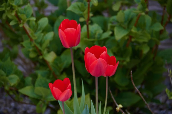 Floral tulips background. Beautiful view of red tulips in the garden next to green background of plants. — Stock Photo, Image