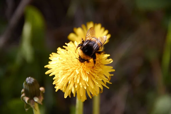 Bumblebee συλλογή γύρη σε κίτρινο λουλούδι πικραλίδα με διάχυτο πράσινο φόντο γρασίδι — Φωτογραφία Αρχείου