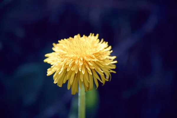 Yellow dandelion flower with diffused green grass background — Stock Photo, Image