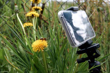 Dağınık yeşil çim bir arka plan ile sarı bir karahindiba çiçeği üzerinde bir arı kayıt görüntüsü.