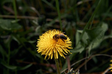 Polen dağınık yeşil çim arka plan ile sarı karahindiba çiçek arı toplama.