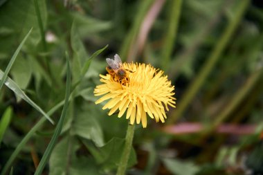 Polen dağınık yeşil çim arka plan ile sarı karahindiba çiçek arı toplama.