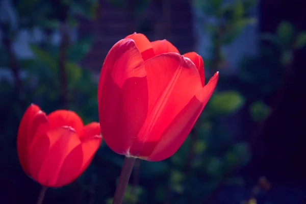 Blumen Tulpen Hintergrund. schöner Blick auf rote Tulpen im Garten neben grünem Hintergrund der Pflanzen. — Stockfoto