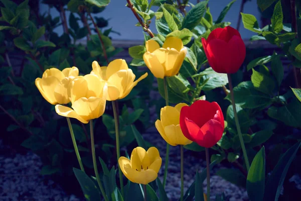 Tulipany kwiatowe tło. Piękny widok na czerwone i żółte tulipany w ogrodzie obok zielonego tła roślin. — Zdjęcie stockowe