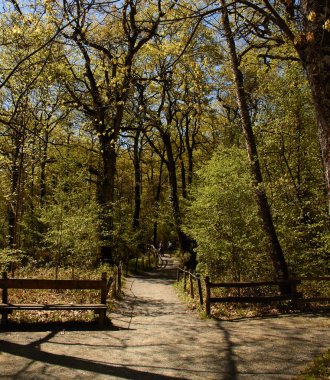 Ulzama'daki Orgi Ormanı. Lizaso kasabası yakınında yüzüncü yıl meşe arasında doğada yürümek edebilmek için