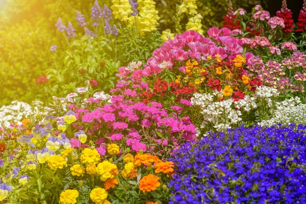 Group of pansy flowers snapdragon flower and other amazing plants. — Stock Photo, Image