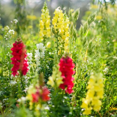 Baharın çeşitli güzel Antirrhinum veya Aslanağzı çiçeklerinin pembe ve sarı renkleri bahçede.