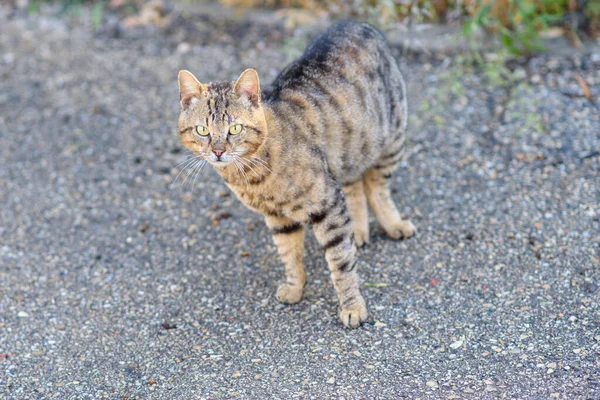 Tabby Cautious Street Cat Staring Camera Cat Walking Street — Stock Photo, Image