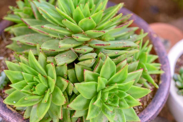 Succulents Vagy Kaktusz Kertben Közelkép Echeveria Zamatos Virágcserépben Felülnézet — Stock Fotó